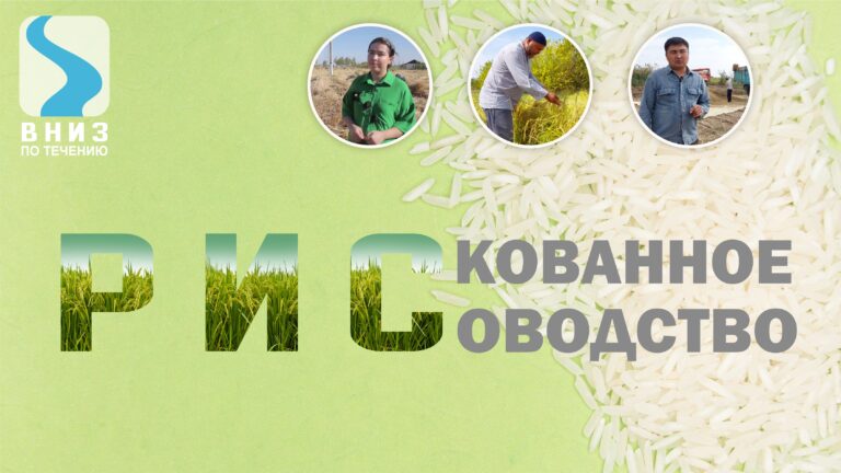 ВНИЗ ПО ТЕЧЕНИЮ: РИСКОВАННОЕ РИСОВОДСТВО